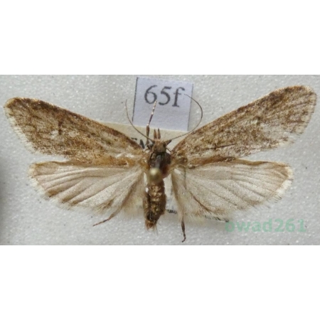 Diurnea fagella (Denis & Schiffermüller, 1775) Czech65f